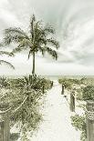 Vintage Joshua Trees, Park Boulevard-Melanie Viola-Photographic Print