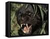 Melanistic (Black Form) Leopard Snarling, Often Called Black Panther-Lynn M. Stone-Framed Stretched Canvas