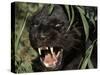 Melanistic (Black Form) Leopard Snarling, Often Called Black Panther-Lynn M. Stone-Stretched Canvas