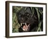 Melanistic (Black Form) Leopard Snarling, Often Called Black Panther-Lynn M. Stone-Framed Photographic Print