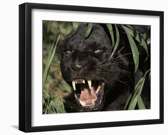 Melanistic (Black Form) Leopard Snarling, Often Called Black Panther-Lynn M. Stone-Framed Photographic Print