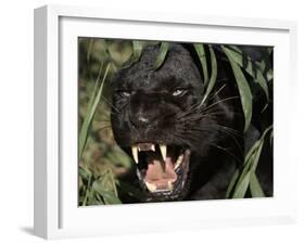 Melanistic (Black Form) Leopard Snarling, Often Called Black Panther-Lynn M. Stone-Framed Photographic Print