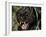 Melanistic (Black Form) Leopard Snarling, Often Called Black Panther-Lynn M. Stone-Framed Photographic Print