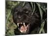 Melanistic (Black Form) Leopard Snarling, Often Called Black Panther-Lynn M. Stone-Mounted Photographic Print