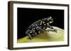 Melanophryniscus Stelzneri-Paul Starosta-Framed Photographic Print