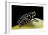 Melanophryniscus Stelzneri-Paul Starosta-Framed Photographic Print