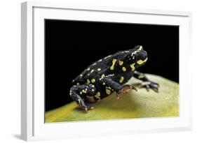 Melanophryniscus Stelzneri-Paul Starosta-Framed Photographic Print