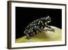 Melanophryniscus Stelzneri-Paul Starosta-Framed Photographic Print