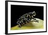 Melanophryniscus Stelzneri-Paul Starosta-Framed Photographic Print