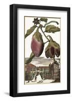 Melanzana-Johann Christoph Volkamer-Framed Art Print