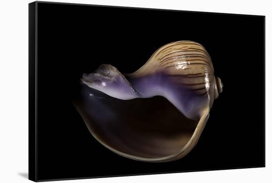 Melapium Elatum-Paul Starosta-Framed Stretched Canvas