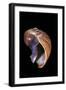 Melapium Elatum-Paul Starosta-Framed Photographic Print