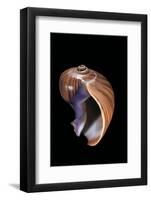 Melapium Elatum-Paul Starosta-Framed Photographic Print