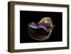 Melapium Elatum-Paul Starosta-Framed Photographic Print