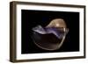 Melapium Elatum-Paul Starosta-Framed Photographic Print