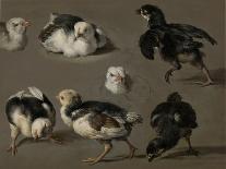 Seven Chicks-Melchior d'Hondecoeter-Art Print