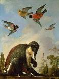 Chained Monkey in a Landscape-Melchior de Hondecoeter-Giclee Print