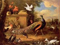 Chinese and Egyptian Geese and Other Birds in a Landscape with Ruins Nearby-Melchior de Hondecoeter-Giclee Print