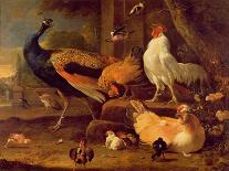 Farmyard Fowls with Pigeons-Melchior de Hondecoeter-Giclee Print