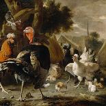 Poultry Yard, c.1668-Melchior De Hondecoeter-Stretched Canvas