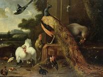 Revolt in the Poultry Coup-Melchior de Hondecoeter-Framed Stretched Canvas