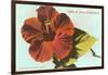 Mele Kalikimaka, Hibiscus Blossom-null-Framed Art Print