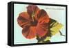 Mele Kalikimaka, Hibiscus Blossom-null-Framed Stretched Canvas