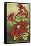 Mele Kalikimaka, Poinsettias-null-Framed Stretched Canvas