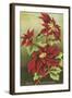 Mele Kalikimaka, Poinsettias-null-Framed Art Print