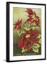 Mele Kalikimaka, Poinsettias-null-Framed Art Print