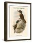 Melidora Macrorhina - Hook-Billed Kingfisher-John Gould-Framed Art Print