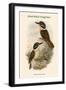 Melidora Macrorhina - Hook-Billed Kingfisher-John Gould-Framed Art Print