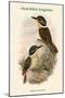 Melidora Macrorhina - Hook-Billed Kingfisher-John Gould-Mounted Art Print