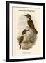 Melidora Macrorhina - Hook-Billed Kingfisher-John Gould-Framed Art Print