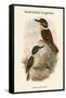 Melidora Macrorhina - Hook-Billed Kingfisher-John Gould-Framed Stretched Canvas