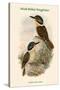 Melidora Macrorhina - Hook-Billed Kingfisher-John Gould-Stretched Canvas