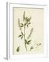 Melilotus Alba White Melilot-null-Framed Giclee Print