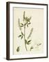 Melilotus Alba White Melilot-null-Framed Giclee Print