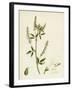 Melilotus Alba White Melilot-null-Framed Giclee Print