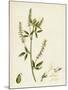 Melilotus Alba White Melilot-null-Mounted Giclee Print