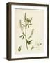 Melilotus Alba White Melilot-null-Framed Giclee Print