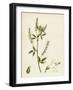 Melilotus Alba White Melilot-null-Framed Giclee Print