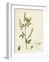 Melilotus Alba White Melilot-null-Framed Giclee Print