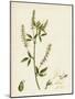 Melilotus Alba White Melilot-null-Mounted Giclee Print