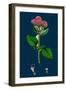 Melilotus Parviflora; Small-Flowered Melilot-null-Framed Giclee Print
