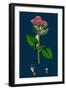 Melilotus Parviflora; Small-Flowered Melilot-null-Framed Giclee Print