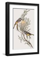 Meliphaga Mystacalis-John Gould-Framed Giclee Print