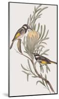 Meliphaga Mystacalis-John Gould-Mounted Giclee Print