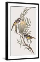 Meliphaga Mystacalis-John Gould-Framed Giclee Print