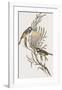 Meliphaga Mystacalis-John Gould-Framed Giclee Print